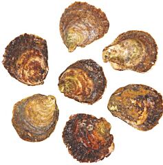 Zeeuwse platte  oesters 2/0