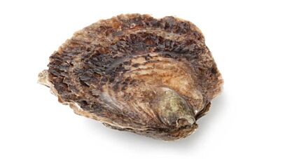 Zeeuwse platte  oesters 6/0