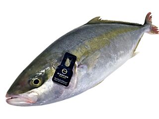 Kingfish 2000-3000 gram