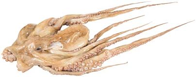 Octopus heel diepvries 1000-2000 gr p.s.