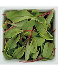 Red Chard (Baby Leaf)