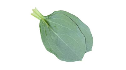 Koppert Cress Oyster Leaves 50 St Specialties