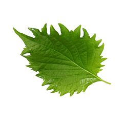 Koppert Cress Shiso Leaves Green
